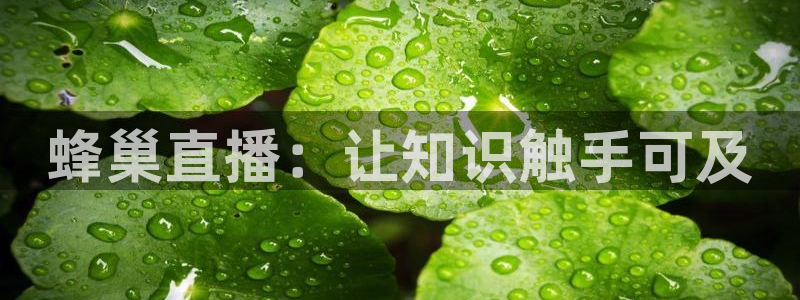 袋鼠nba体育比赛免费：蜂巢直播：让知识触手可及