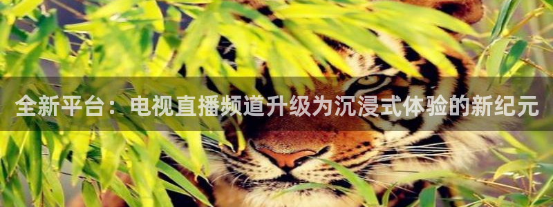 袋鼠直播nba免费观看足球：全新平台：电视直播频道升级为沉浸式体验的新纪元