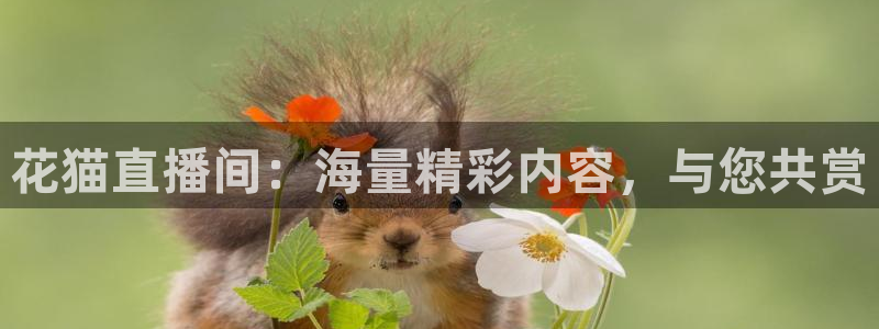 袋鼠直播看nba比赛：花猫直播间：海量精彩内容，与您共赏